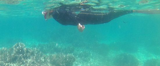 お母さんは、ダイバー!余裕の泳ぎです。
