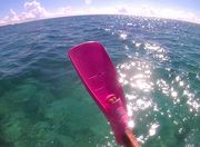 ニューフィンは、ローズピンク色