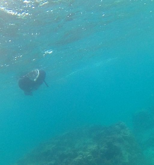 お父さん、すいすい泳ぎ回っています。