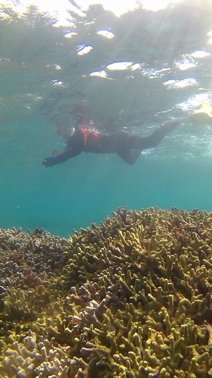 ユビエダハマサンゴと奥さんです