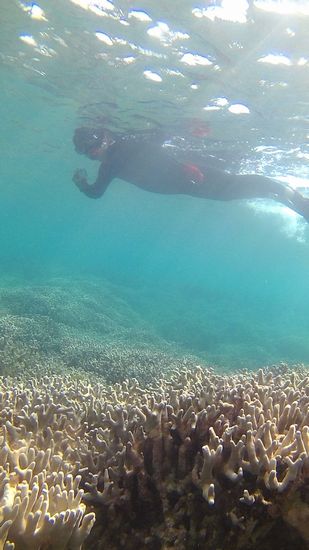 旦那さんもサンゴを楽しんでいます