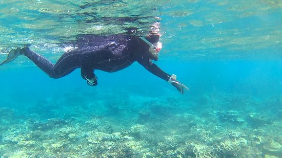 チョウチョウウオ探しに没頭です