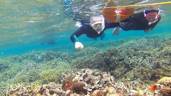 クマノミマンションで三名様です