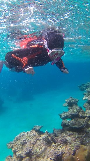 お姉さん、クマノミさんをじっくり観察です