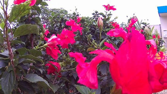 ハイビスカスが満開です。