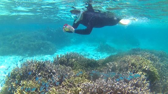 お母さんはデバスズメダイの群れの撮影です