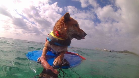 コタロウ君、ボードで休憩です