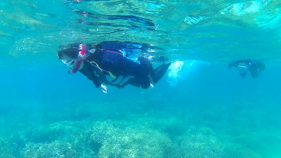 自由に泳ぎ回りたいチーム