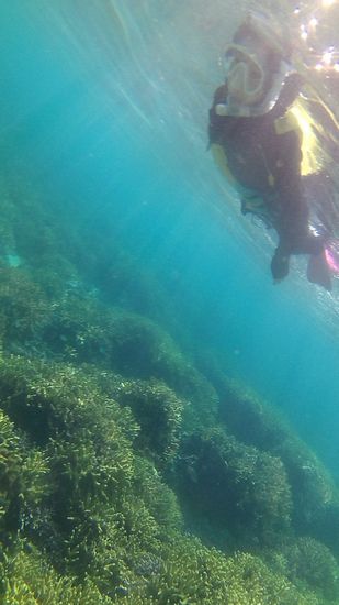 サンゴが増えてお魚さんいっぱいです