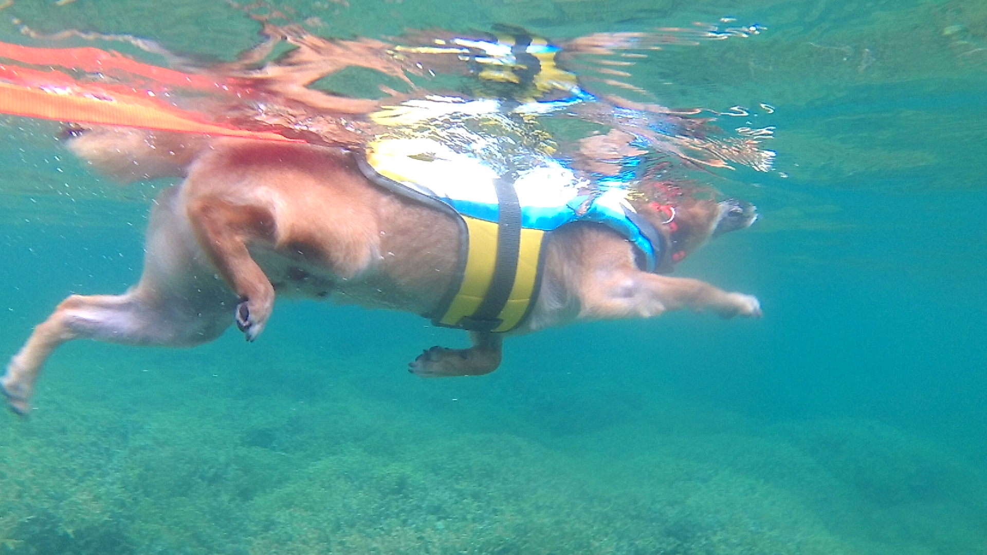 これぞ本物の犬かきですね