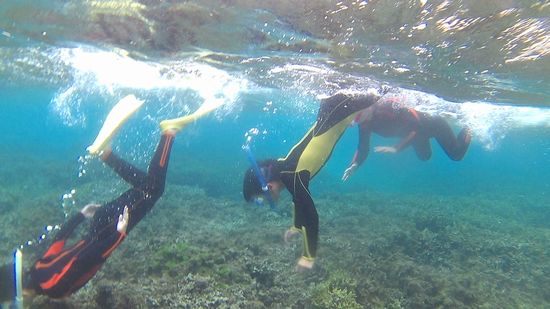 クマノミマンションでは素潜りドボンドボンです