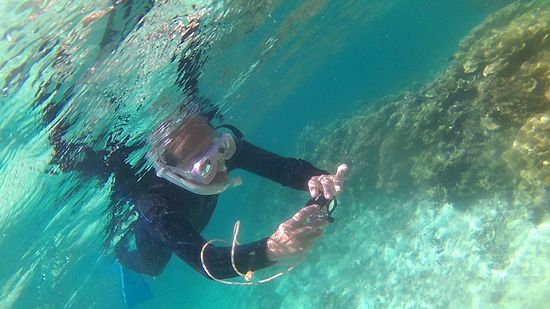 さぁサンゴを激写しています