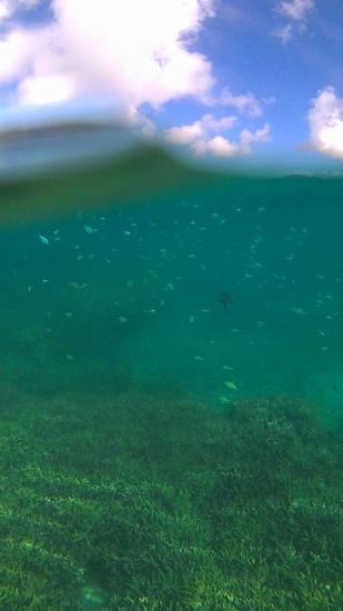 水面付近まで群れるデバスズメダイ