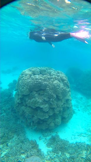 軽やかフィンキックで楽しんでいます