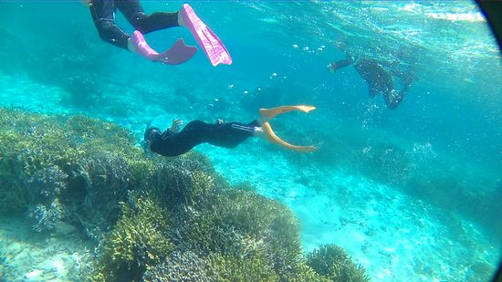 素潜りドボンのジン君です