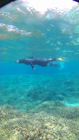 お姉さんも慣れた泳ぎです