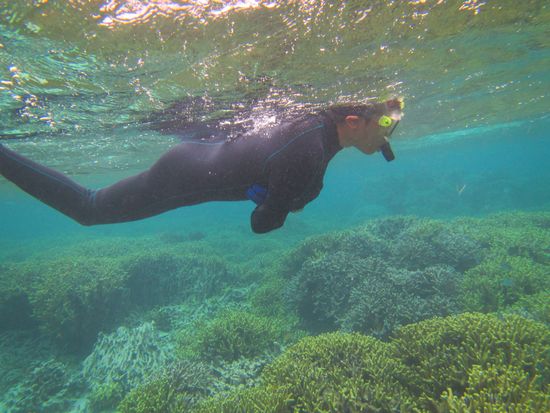 じっくりサンゴを楽しんでいる旦那さん