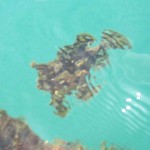 カエルアンコウだっ