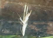 バッタって脱皮したっけ？