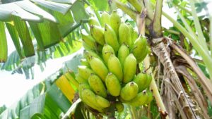 お土産にも！おすすめ南国フルーツといえば、いろいろあります。ブログ必見！