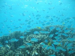 『さんご礁の海から』のシュノーケルポイント紹介ブログ デバスズメダイの群れ
