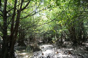 ふらっと寄って楽しめるマングローブの観光スポット吹通川。シオマネキ、コメツブガニがいます！